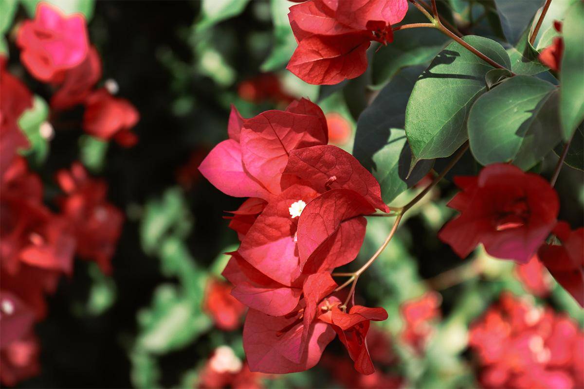 Foto: Christine Moik