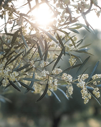 Kalamata Oliven 250 g vakuumiert